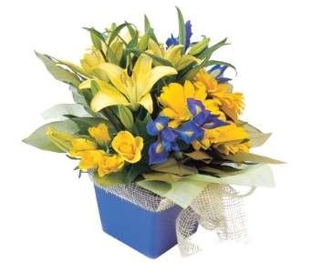 Spring Fling Boxed Flower Arrangement | Flowers Delivered product photo