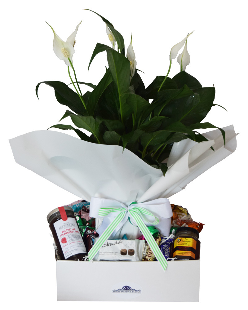 Memory Plant Gift | Brisbane only Delivery | Brizzie Baskets product photo