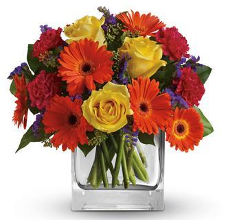 Gerbera Scentsation | Fresh Flowers in a Vase | Brisbane Delivery product photo