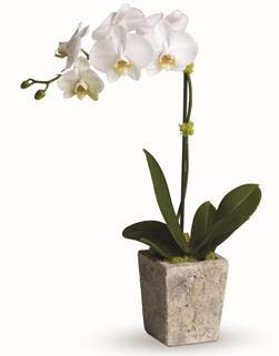 Opulant Orchid | Brizzie Baskets and Blooms product photo