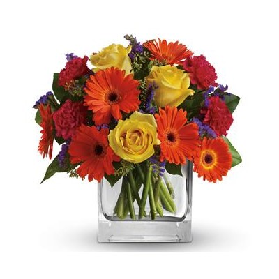 Gerbera Scentsation