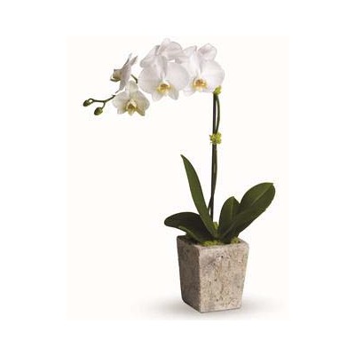 Opulant Orchid